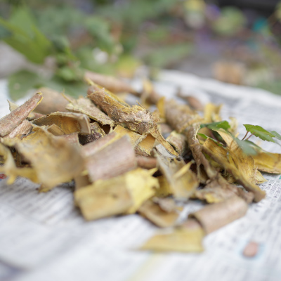 写真：染色に使う植物